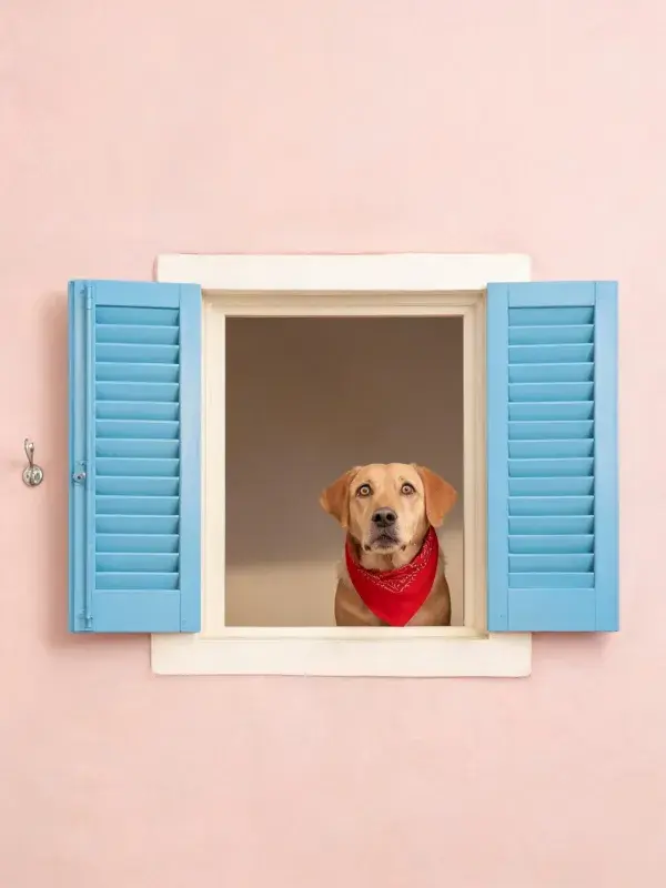 黄色拉布拉多犬透过窗户张望