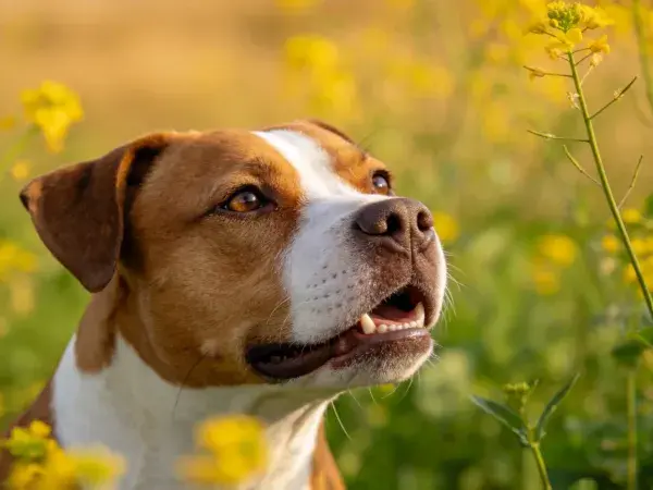 短毛斯塔福郡斗牛犬于黄色花丛中的特写