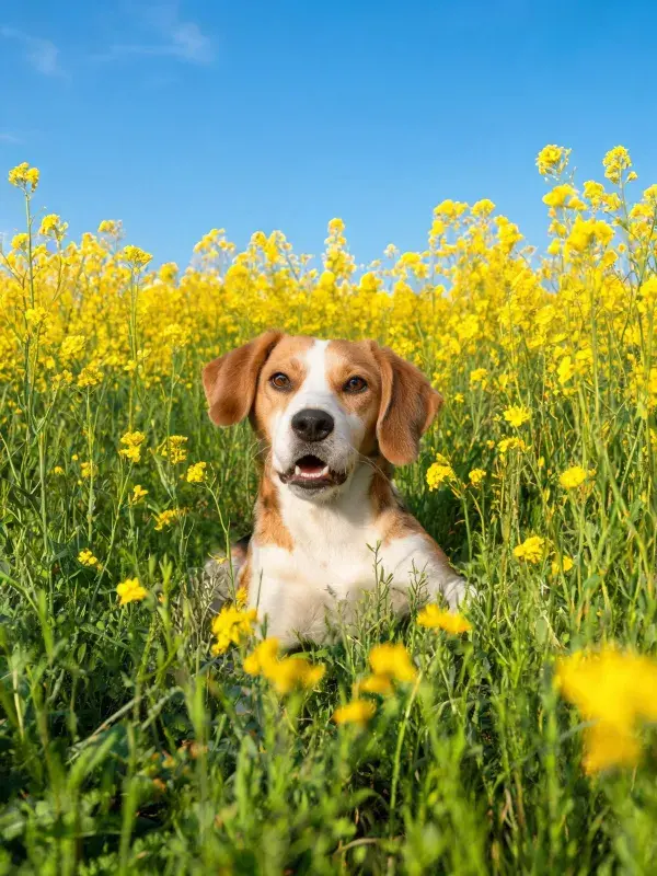 黄花田间比格犬的特写