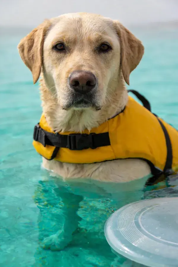 黄色拉布拉多犬在海水中穿着救生衣