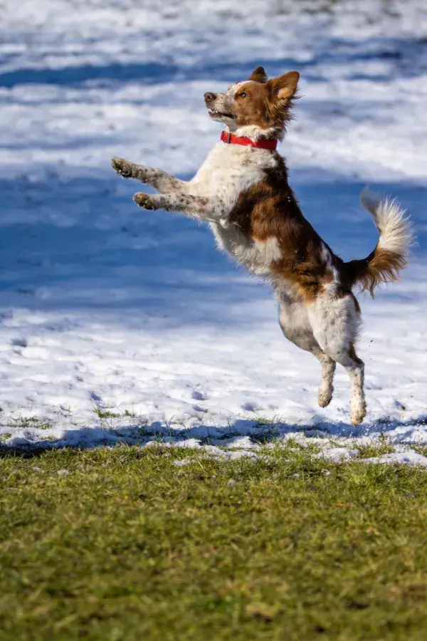 雪地草地上的混血牧羊犬跳跃画面
