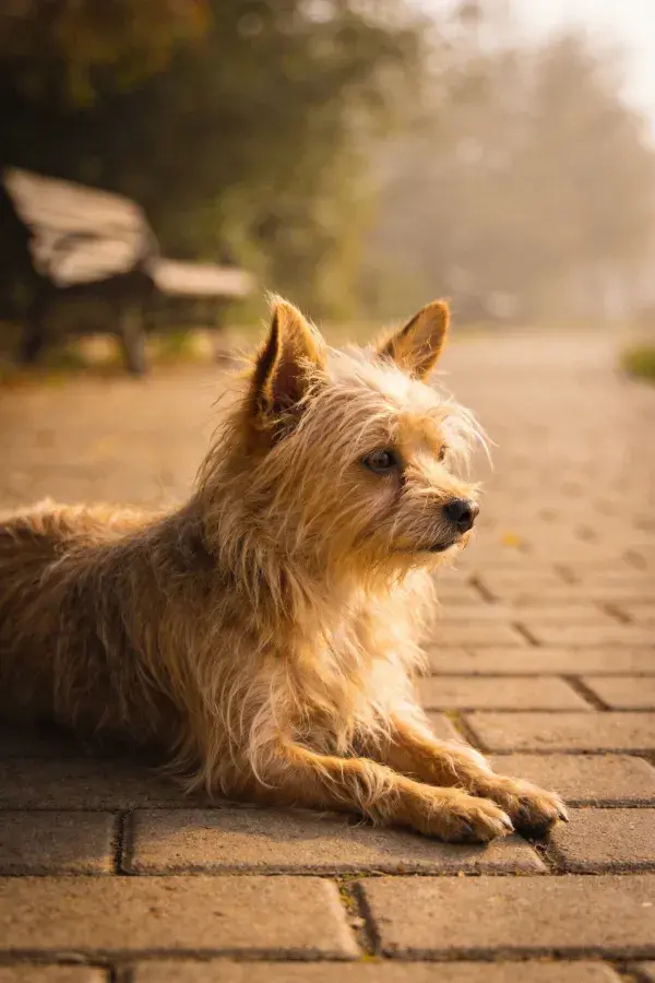 砖石小径上的诺福克梗犬