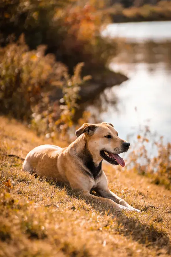 阳光下草地旁休息的田园混种犬