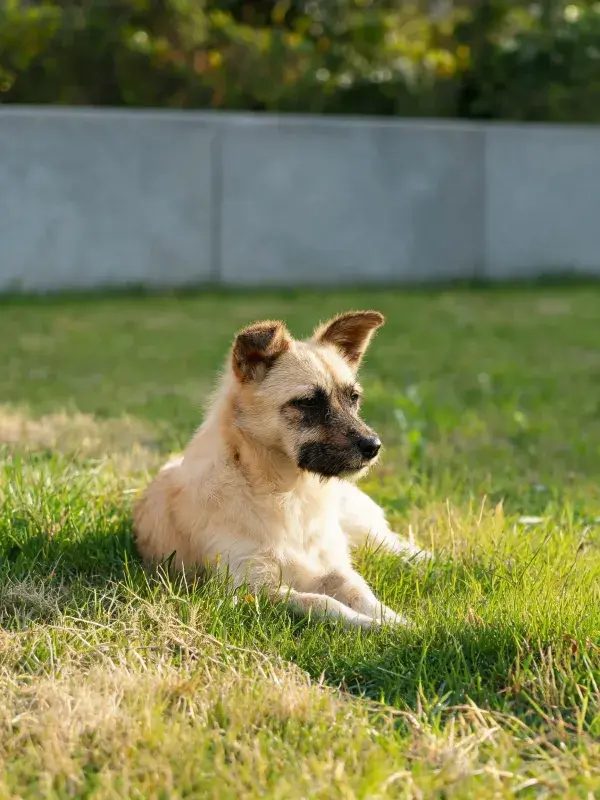 混血犬在草地上的静态姿态展示