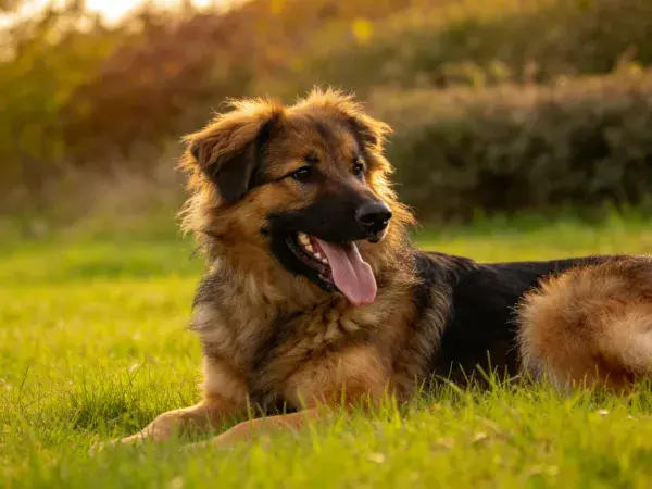 草地黄昏时长毛牧羊犬休憩
