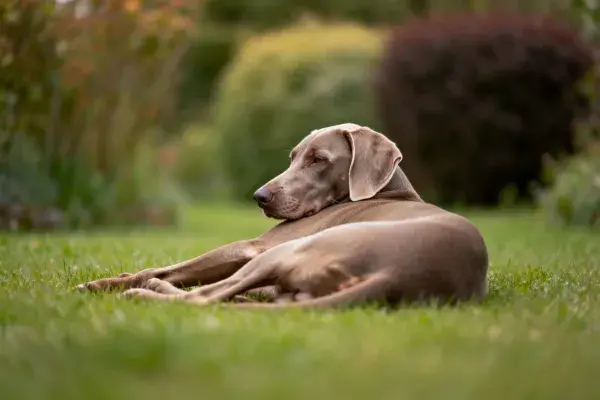 花园草地上的威玛猎犬