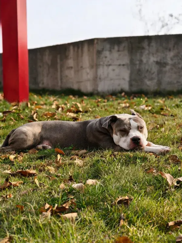 草地落叶间美国比特犬幼犬休息场景
