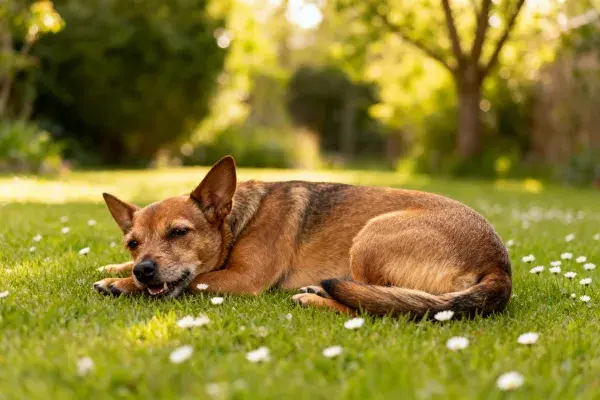 中型短毛混血犬躺卧在草坪场景