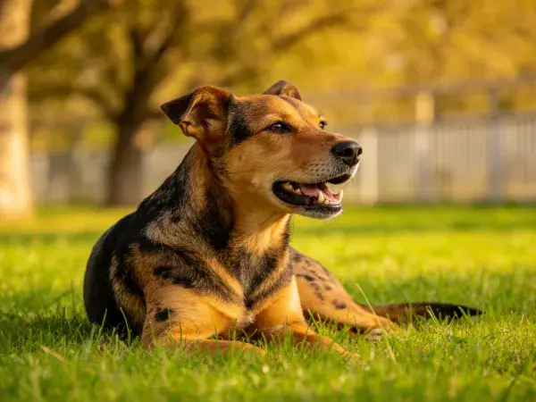 棕黑相间混种犬于草地休憩场景