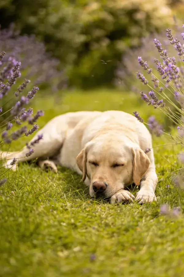草地薰衣草丛中的拉布拉多猎犬