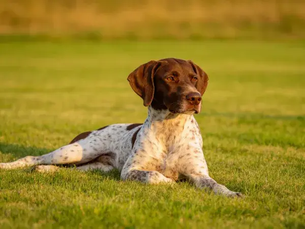 草地上的德系短毛指示犬休憩