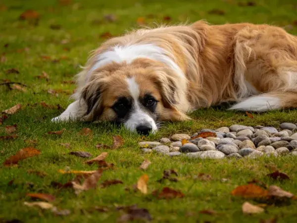 长毛混种犬躺卧草地石块旁场景