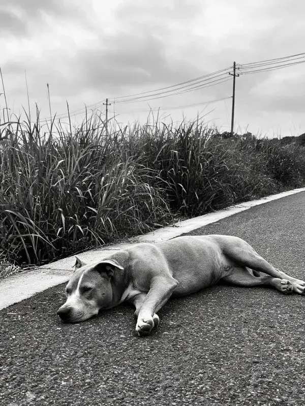 宽头短毛犬躺卧在路边场景