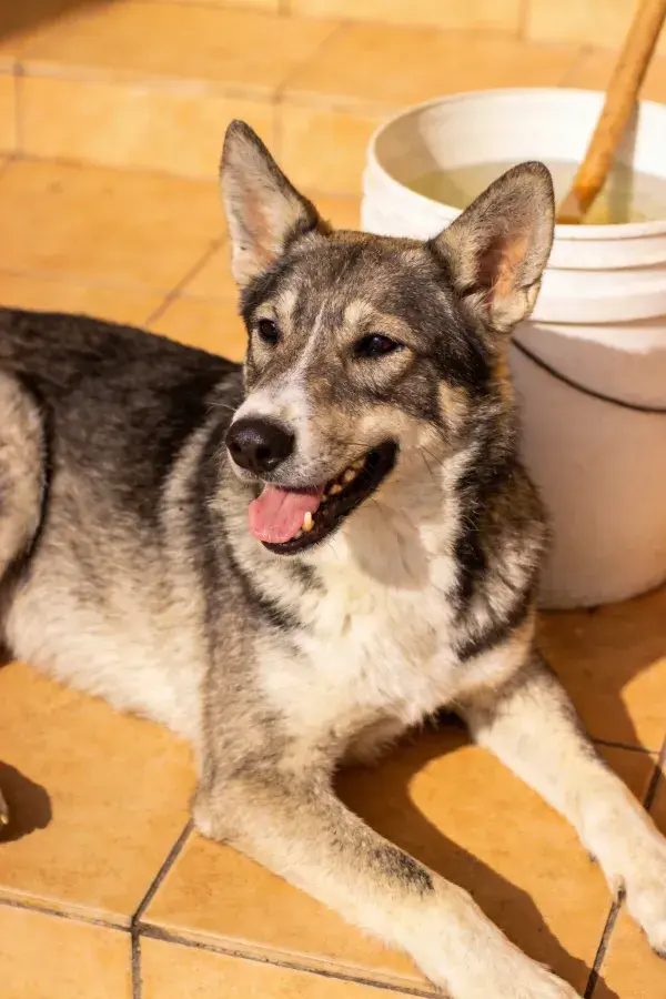 灰白相间的混血犬于砖石地面上的状态捕捉