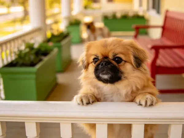北京犬在阳台栏杆旁的状态捕捉