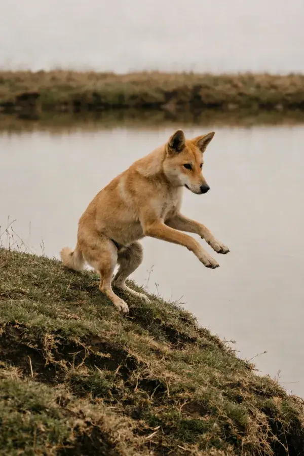 澳洲野犬跃过草丘的场景捕捉