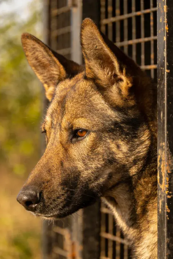 铁栏后德国牧羊犬特写