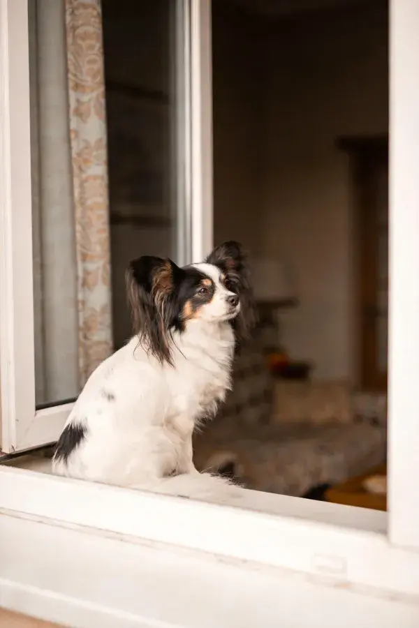 窗台上黑白相间的蝴蝶犬