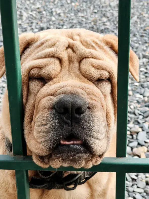 绿色栅栏后沙皮犬的特写