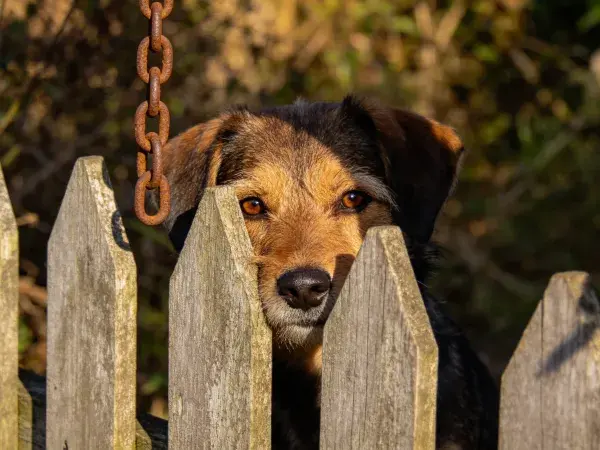 木栅栏旁的混种犬特写
