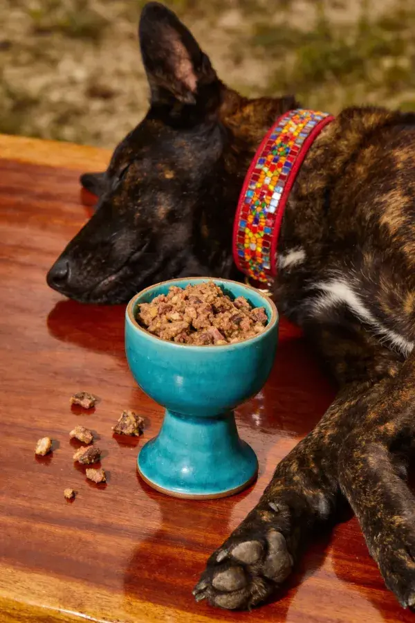 马里努阿犬休息于木质桌面旁带食盆场景