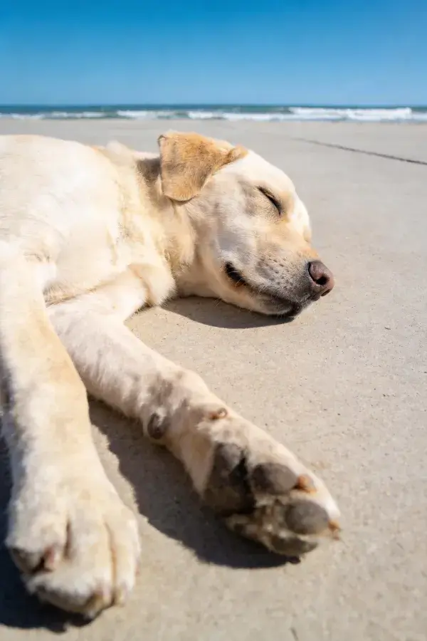 沙滩上休憩的拉布拉多幼犬