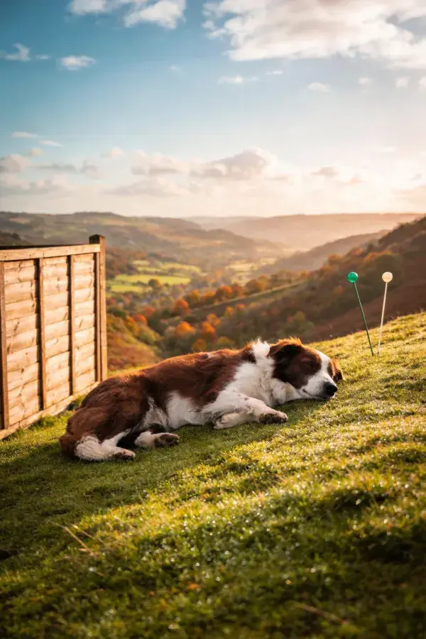 山坡休憩的棕白边境牧羊犬场景