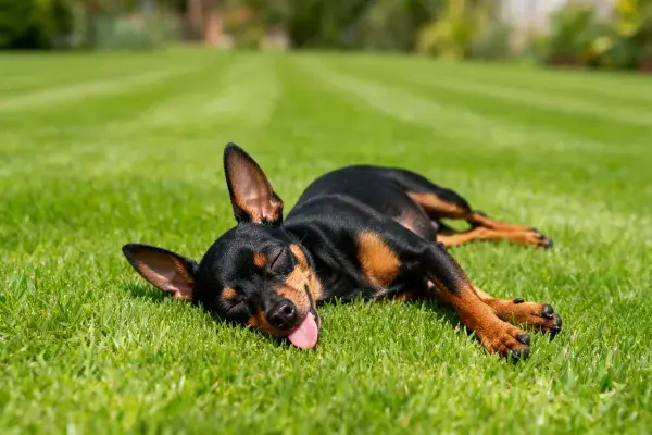 曼彻斯特梗犬躺卧在草坪上