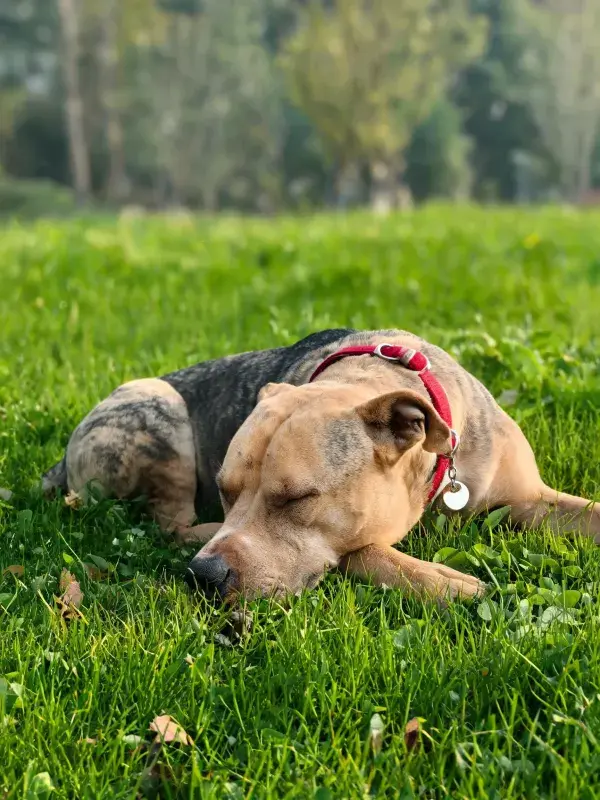 绿草地上的比特犬混血犬休憩场景