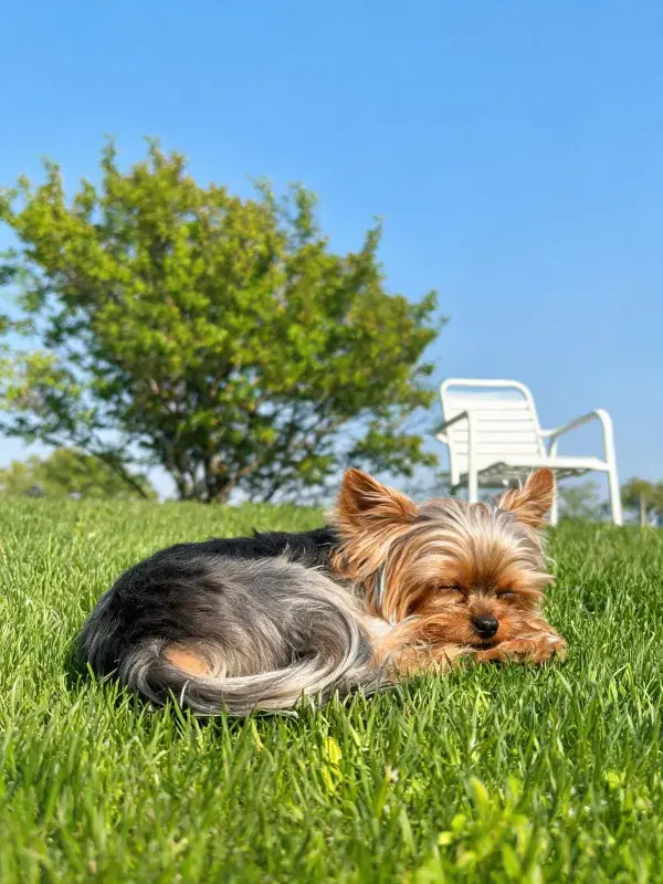 阳光下草地上的约克夏梗犬