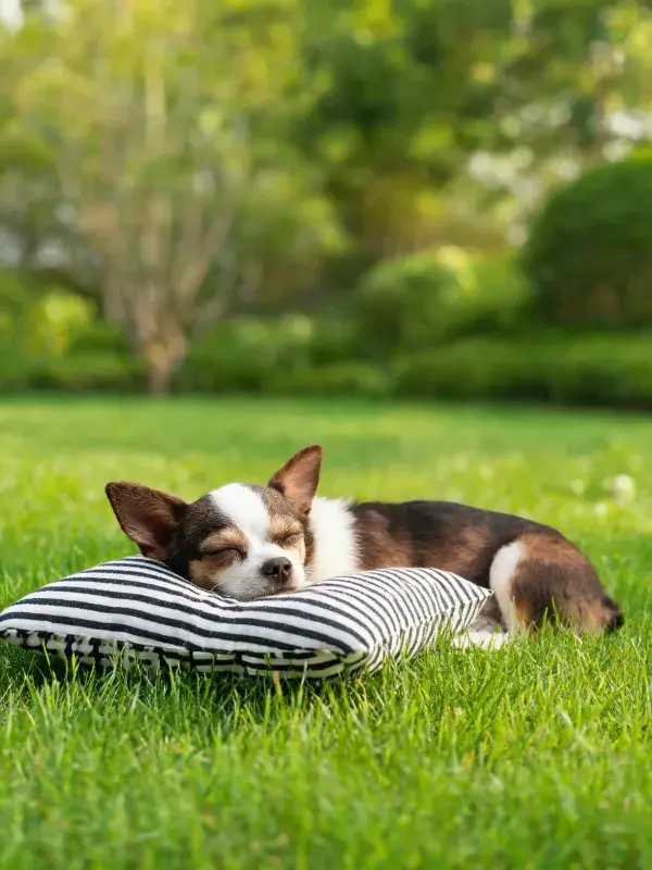 草坪上休憩的吉娃娃犬