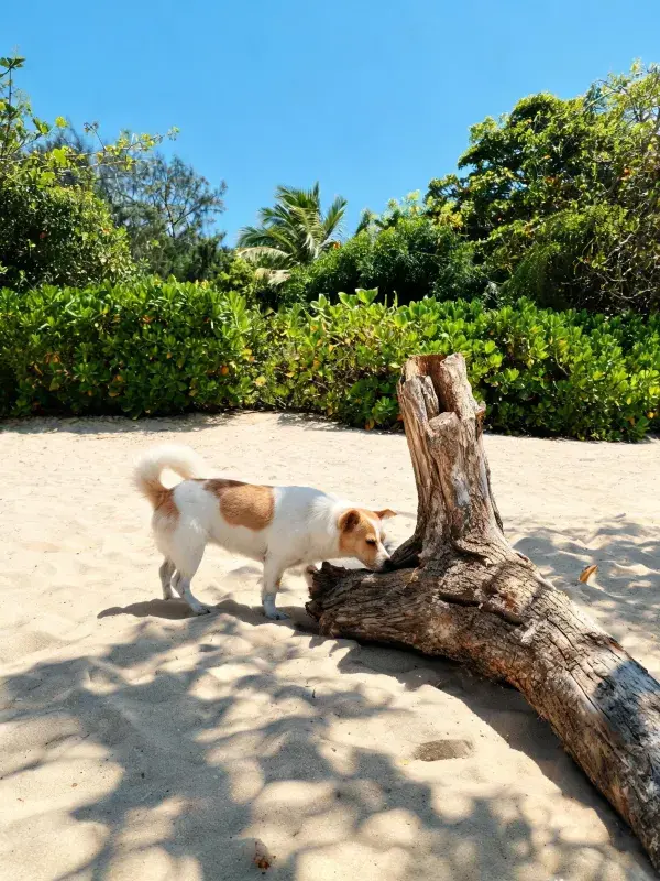 阳光沙滩上小型混种犬探索枯木场景