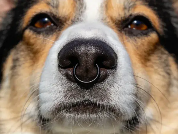 黑棕白相间边境牧羊犬鼻部特写场景