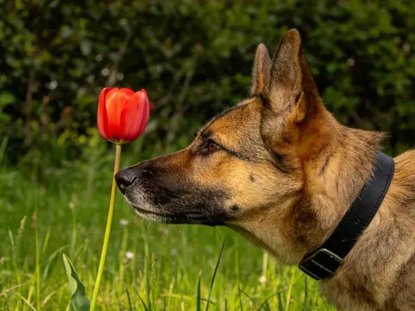 草地中德牧犬嗅闻红郁金香的特写