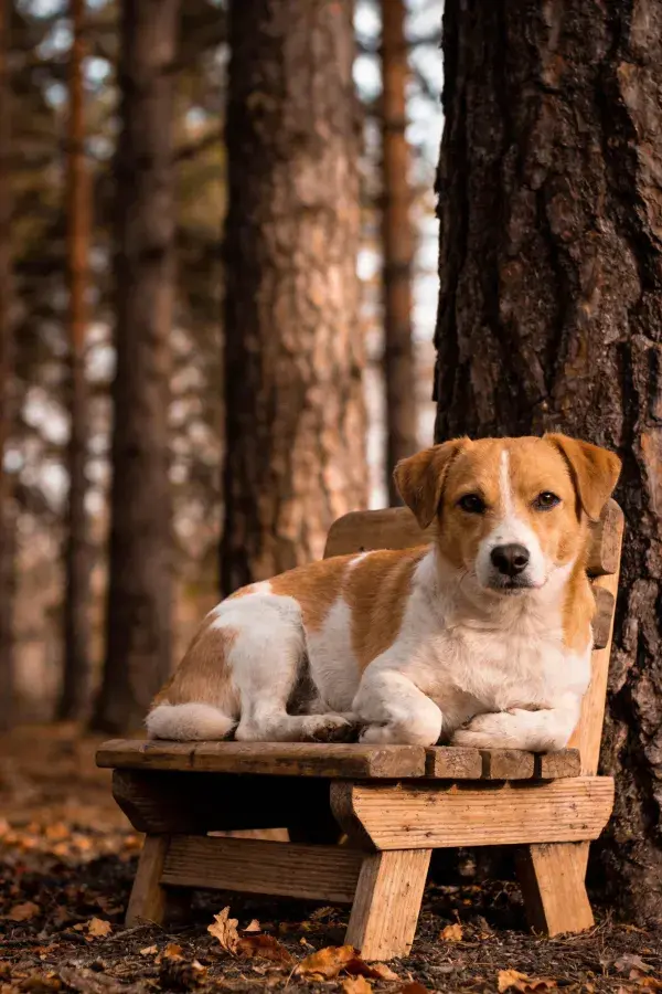森林环境中木椅上的短毛混种犬