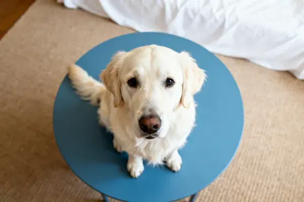 金毛猎犬在蓝色圆桌上的坐立状态呈现