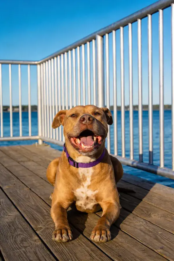阳光下木质平台上的美国斯塔福德夏梗犬