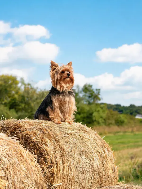约克夏梗犬坐在稻草堆上的特写