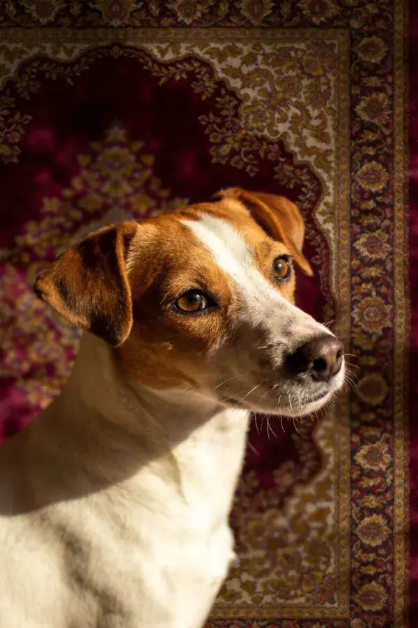 复古地毯上的杰克罗素梗犬