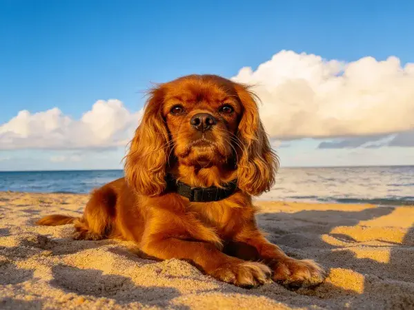 阳光沙滩上的可卡犬特写