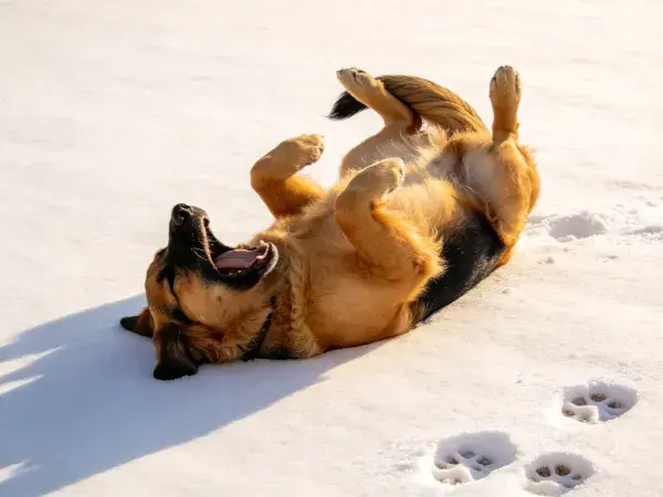 德国牧羊犬雪地打滚场景