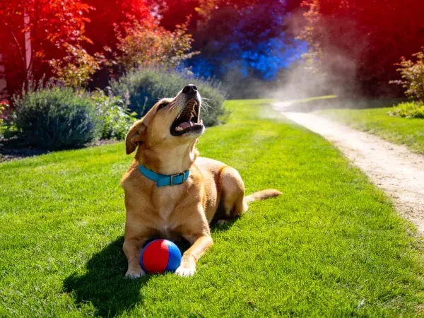 短毛混种犬在草坪张嘴休息