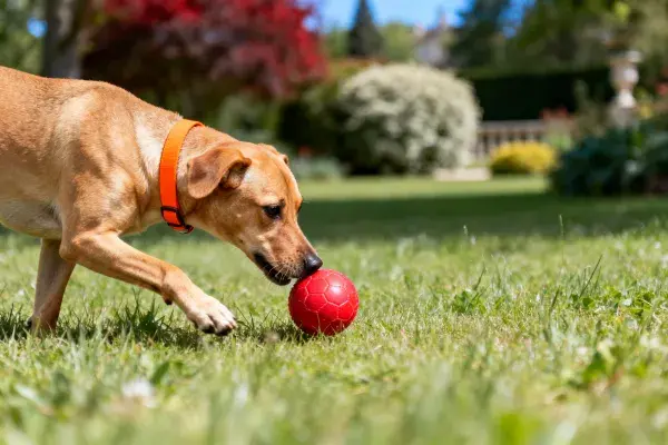 短毛家犬玩红色球在草坪场景