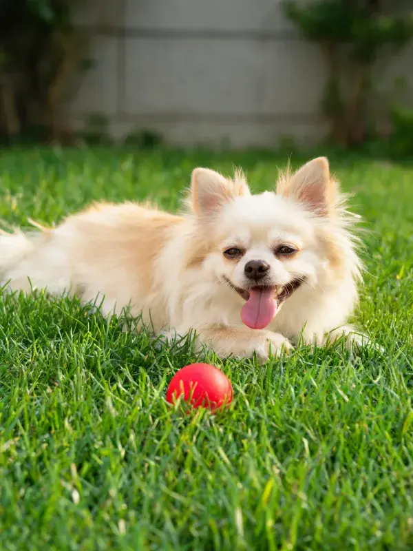 博美犬在草坪上的状态捕捉