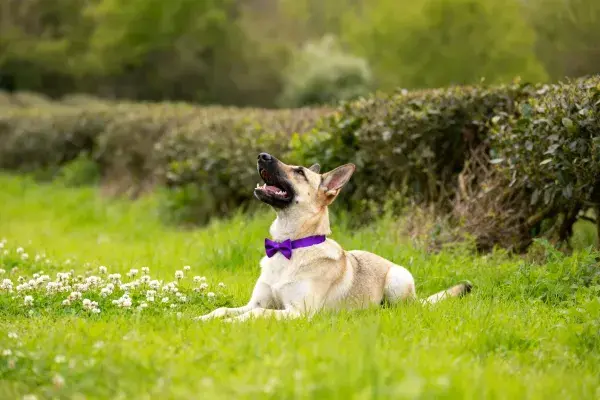 德国牧羊犬草地躺卧姿态