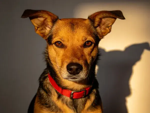 阴影与光影下的混种犬特写