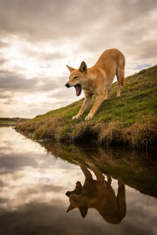 岸边野犬张嘴姿态特写