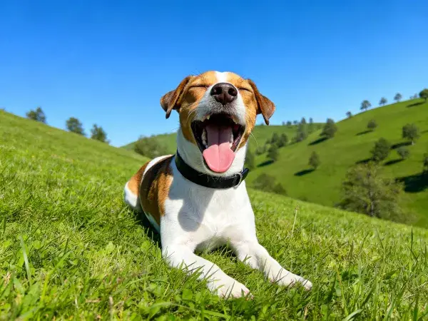 杰克罗素梗犬在绿草坡地上打哈欠