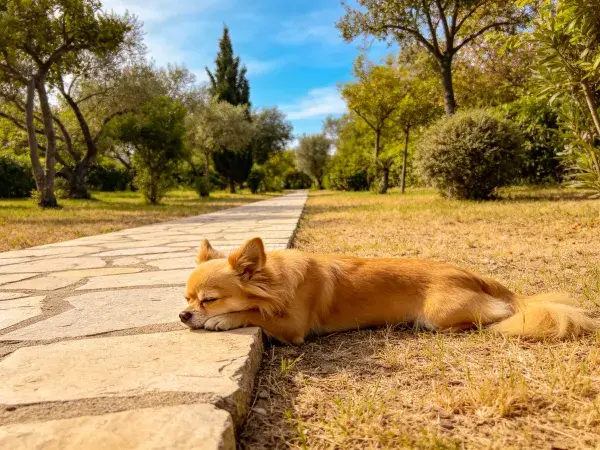 公园石板旁的长毛吉娃娃休息场景