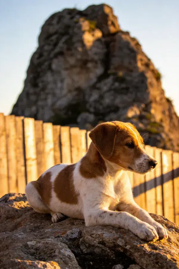 斑点混种犬岩石上休憩场景特写